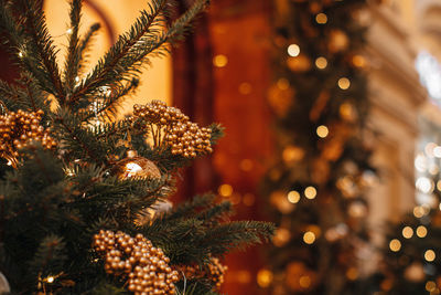 New year composition in a festive interior. green branch of the christmas tree 