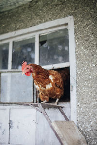 Rooster by window