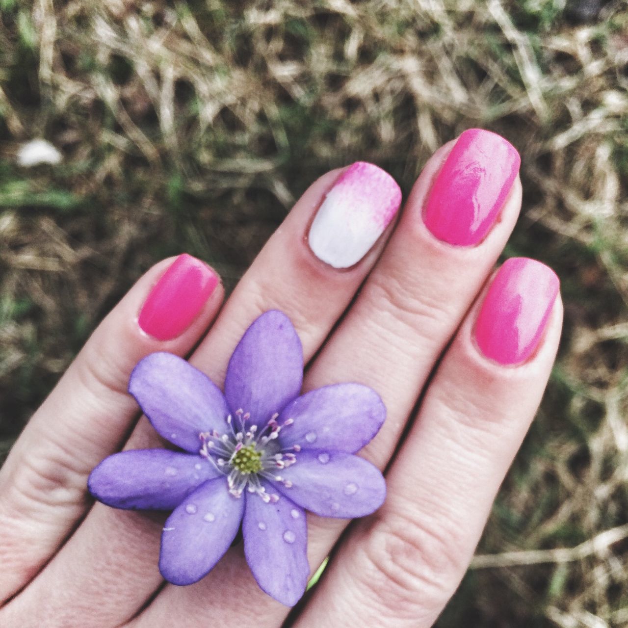 person, part of, holding, human finger, cropped, close-up, unrecognizable person, focus on foreground, freshness, personal perspective, flower, fragility, purple, day, nail polish, showing, palm