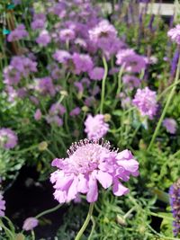 Close-up of purple flowers blooming outdoors