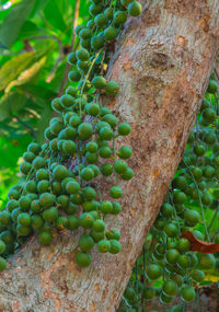 Close-up of fruits growing on tree trunk