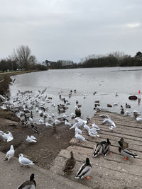 Flock of birds in lake during winter