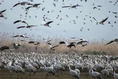 Flock of seagulls