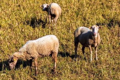 Sheep standing in a field