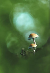 Close-up of mushroom growing on land