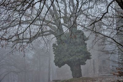 Bare trees in forest during winter