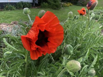 Close-up of red poppy flower