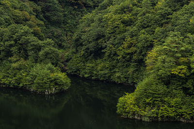 Scenic view of lake amidst trees in forest