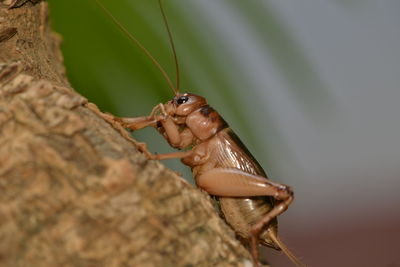 Cricket insect 