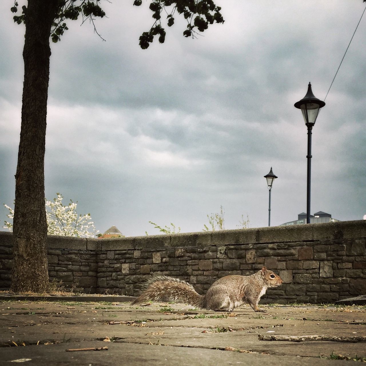 sky, architecture, built structure, cloud - sky, building exterior, animal themes, street light, cloudy, cloud, low angle view, tree, one animal, outdoors, bird, day, no people, overcast, animals in the wild, nature, street