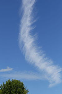 Low angle view of trees against blue sky