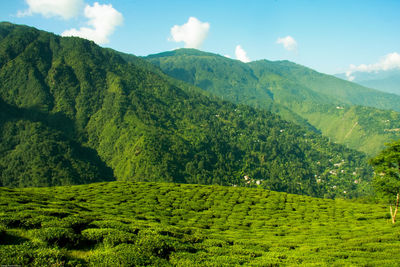 Scenic view of agricultural field against sky