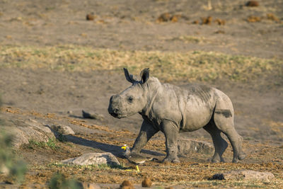 Side view of elephant standing on land