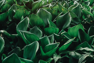 Full frame shot of leaves