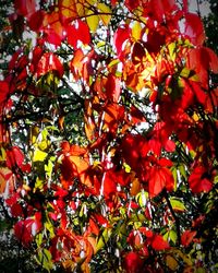 Low angle view of red leaves on tree