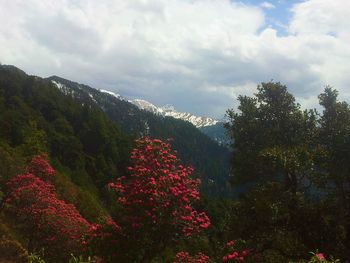 Multi colored flower trees against sky