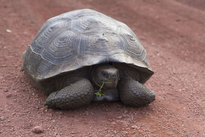 Galapagos giant tortoise seen with vegetation in mouth walking on a red earth road