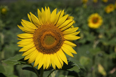 Close-up of yellow sunflower