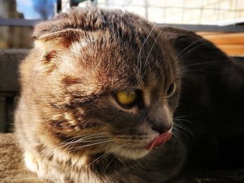 Close-up of a cat looking away