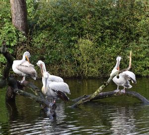 Swans on lake