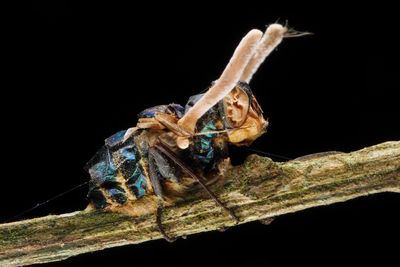 Close-up of insect against black background
