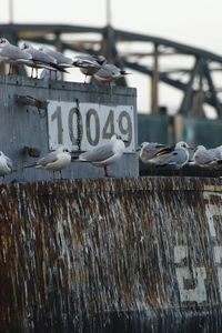 View of seagulls perching on wood