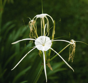 Close-up of white flowering plant