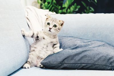 Close-up of cat lying on bed at home