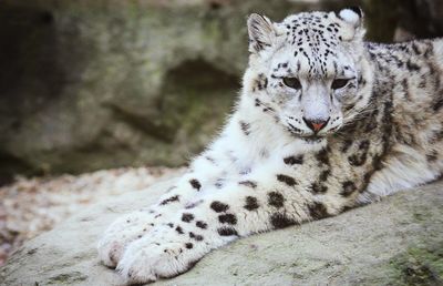 Close-up of snow leopard relaxing on field