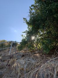 Low angle view of trees on field against sky