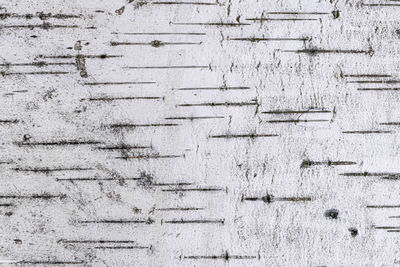 The texture of birch bark in close-up as a background