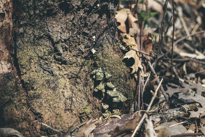 Close-up of mushrooms growing on tree trunk