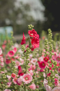 Close-up of red flowers blooming outdoors