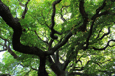 Low angle view of trees