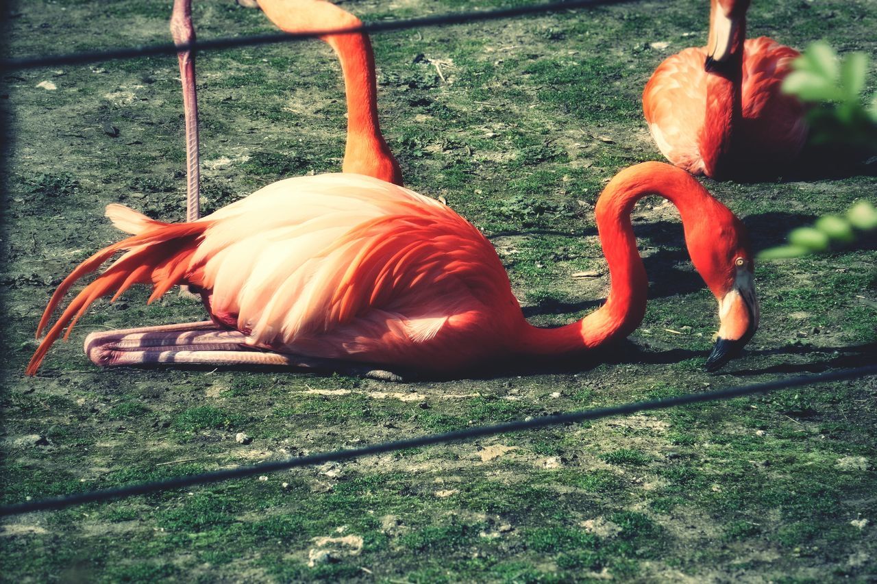 animal themes, grass, bird, field, high angle view, animals in the wild, orange color, wildlife, close-up, outdoors, day, no people, nature, sunlight, pumpkin, one animal, green color, grassy, flamingo, freshness