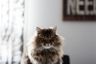Close-up portrait of maine coon cat at home