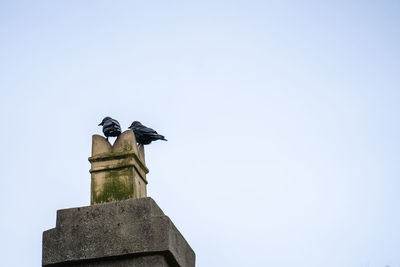 Low angle view of bird perching on statue against sky