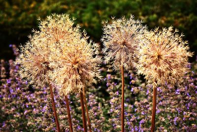 Close-up of thistle flowers on field