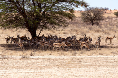 Flock of sheep in the animal