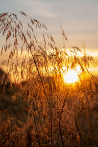 Close-up of stalks against sunset