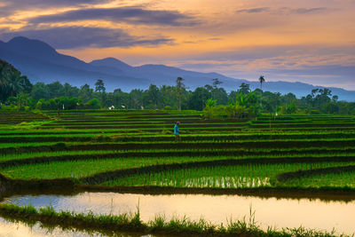 Scenic view of agricultural field against sky during sunset