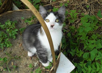High angle portrait of cat by plants