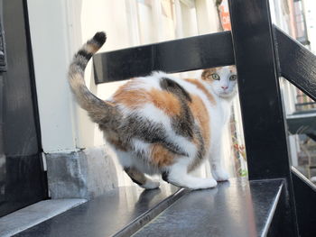 Cat sitting on floor