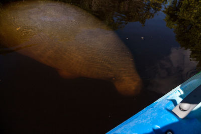 High angle view of turtle swimming in lake