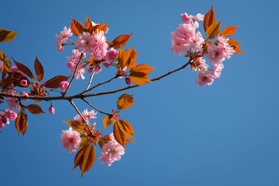 Low angle view of cherry blossoms against clear sky