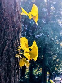 Close-up of yellow flowering plant against tree trunk