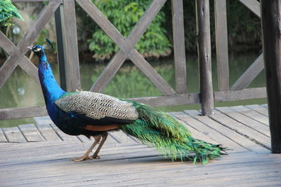 peacock