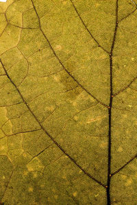 Full frame shot of tree trunk