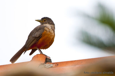 Low angle view of bird perching on wall