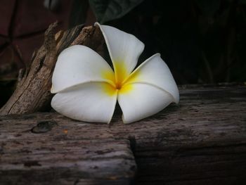 Close-up of white frangipani on wood